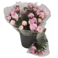 Pioenrozen